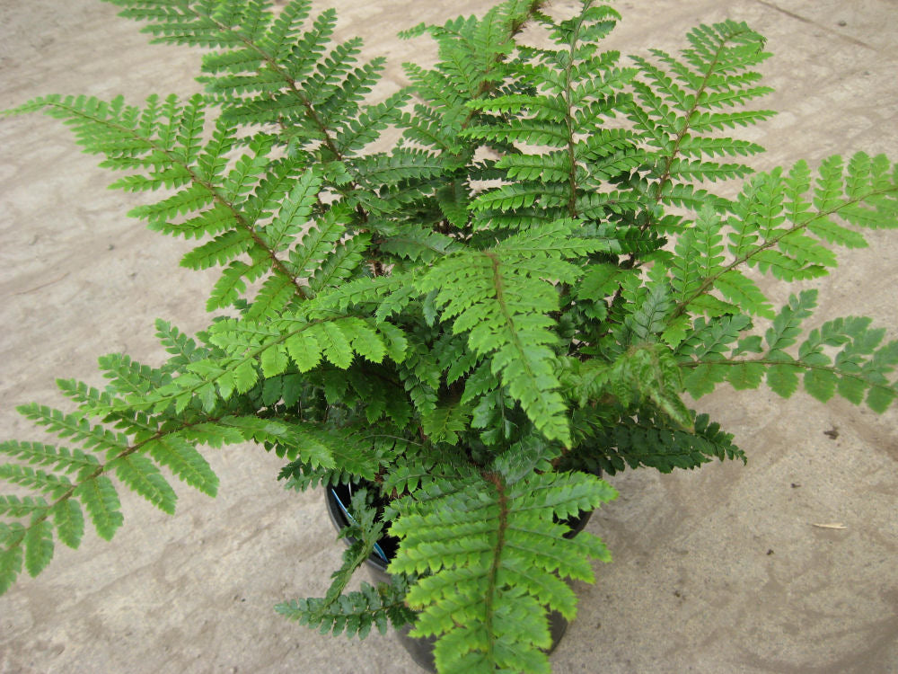 Tassel Fern (FERN -TASSEL)