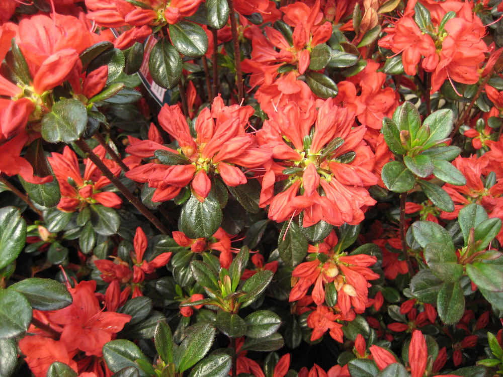 Stewartstonian Azalea (AZALEA STEWARTSTONIAN)