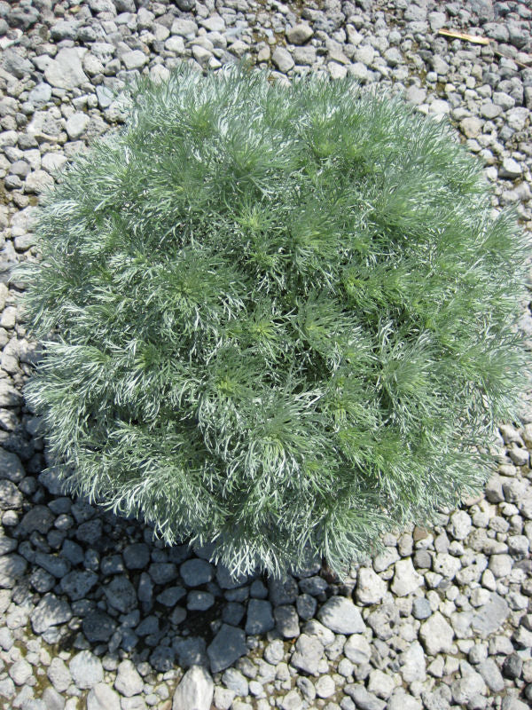 Wormwood 'Silver Mound' (ARTEMISIA S. SILVERMOUND)