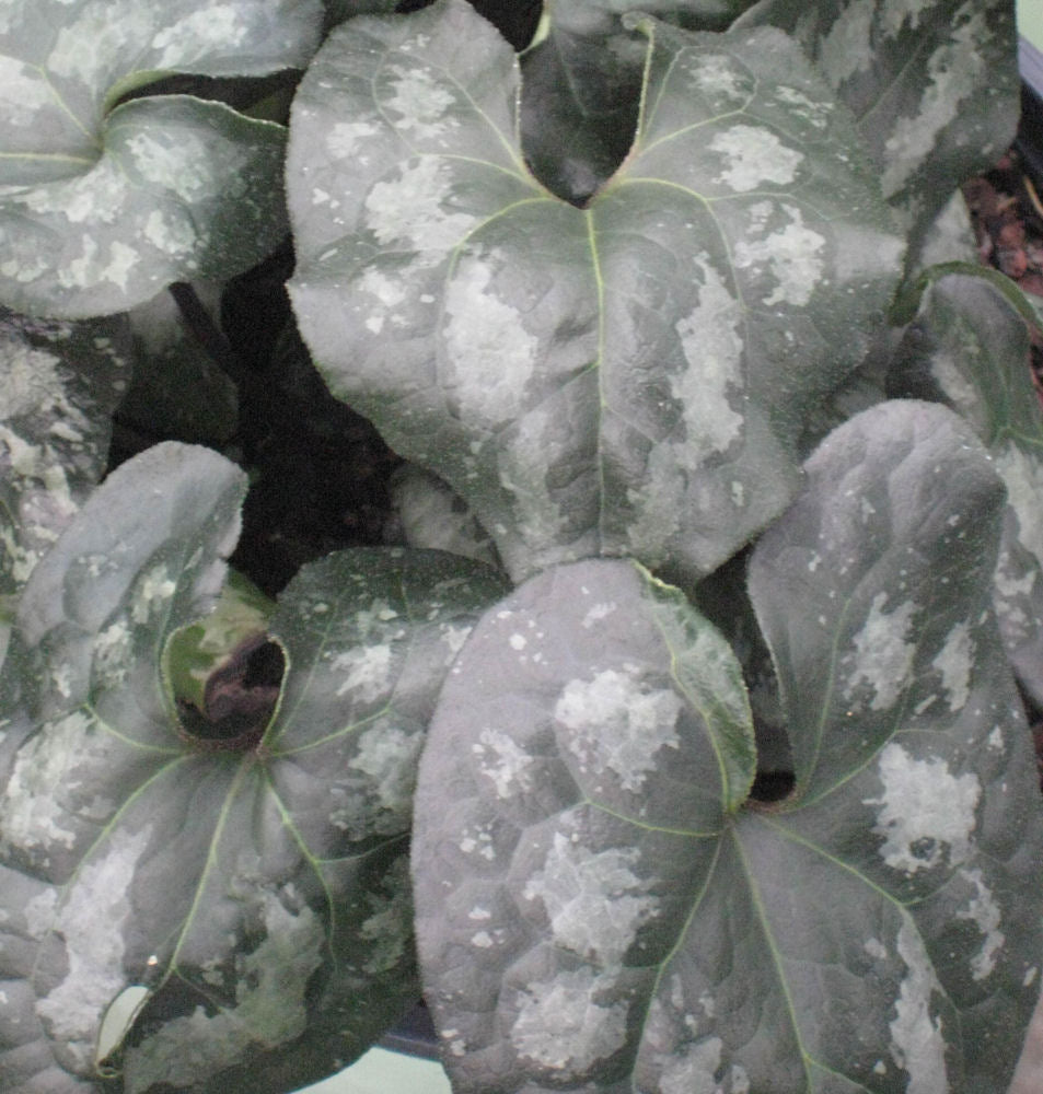 Chinese Wild Ginger (ASARUM SPLENDENS)