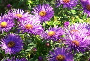 Purple Dome Aster (ASTER N. PURPLE DOME)