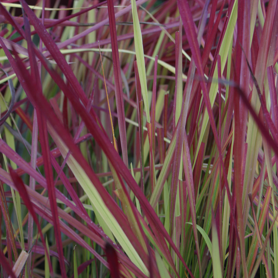 Japanese Blood Grass (GRASS - IMP. RED BARON)