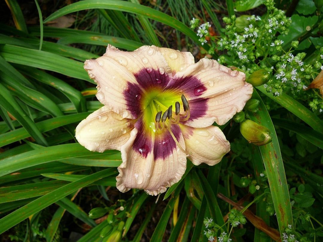 Custard Candy Daylily (HEM T.A.N. CUSTARD CANDY)