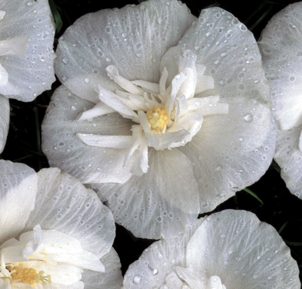 White Chiffon® Rose of Sharon (HIBISCUS S. WHITE CHIFFON)