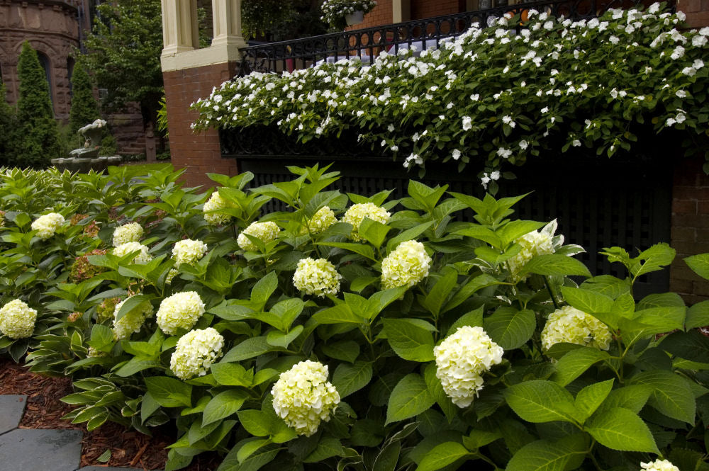 Blushing Bride® Hydrangea (HYDRANGEA M. BLUSHING BRIDE)