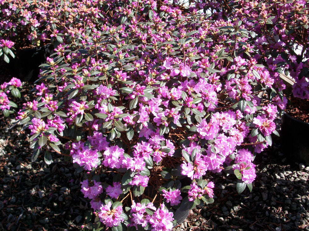 PJM Elite Rhododendron (RHODO. PJM ELITE)