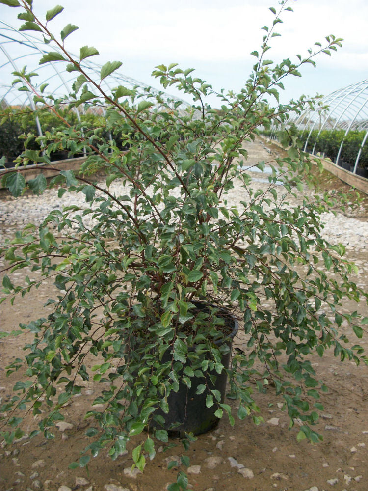 Renaissance Spiraea (SPIRAEA X. VAN. RENAISSANCE)