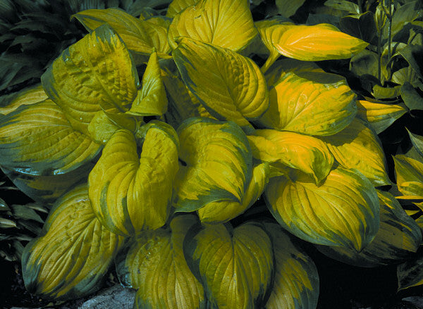 Stained Glass Plantain Lily (HOSTA STAINED GLASS)