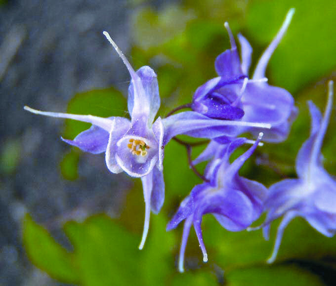 Lilafee Barrenwort (EPIMEDIUM GR. LILAFEE)