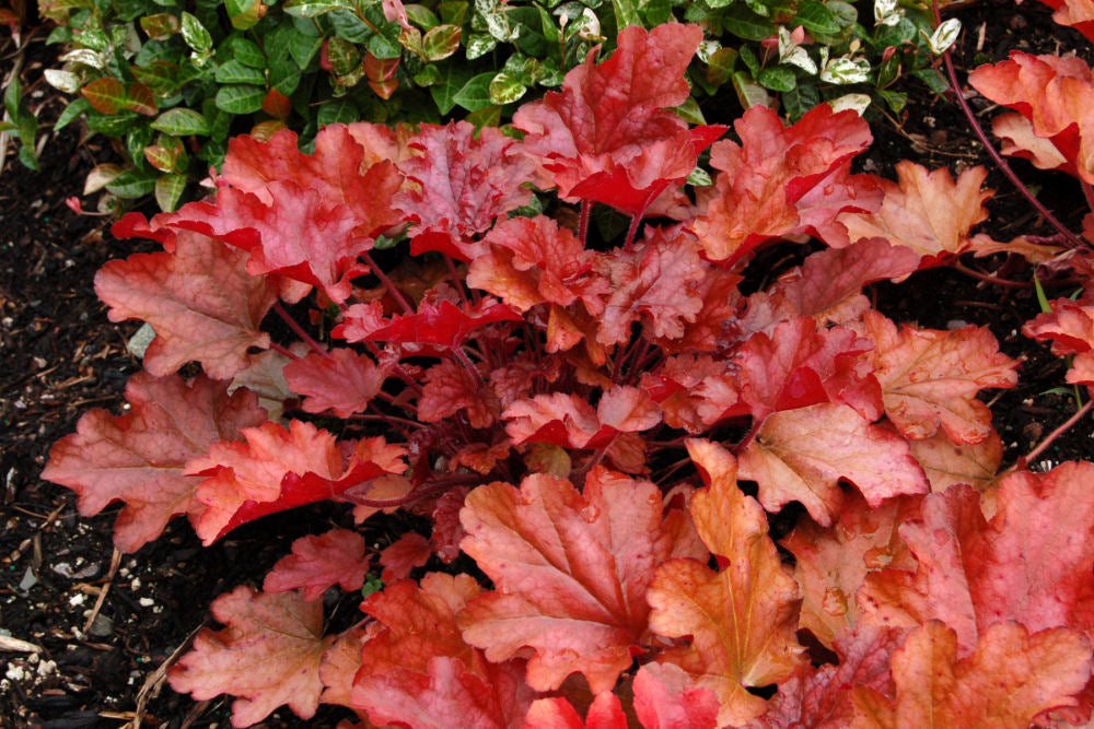 Peach Flambe Coral Bells (HEUCHERA PEACH FLAMBE)