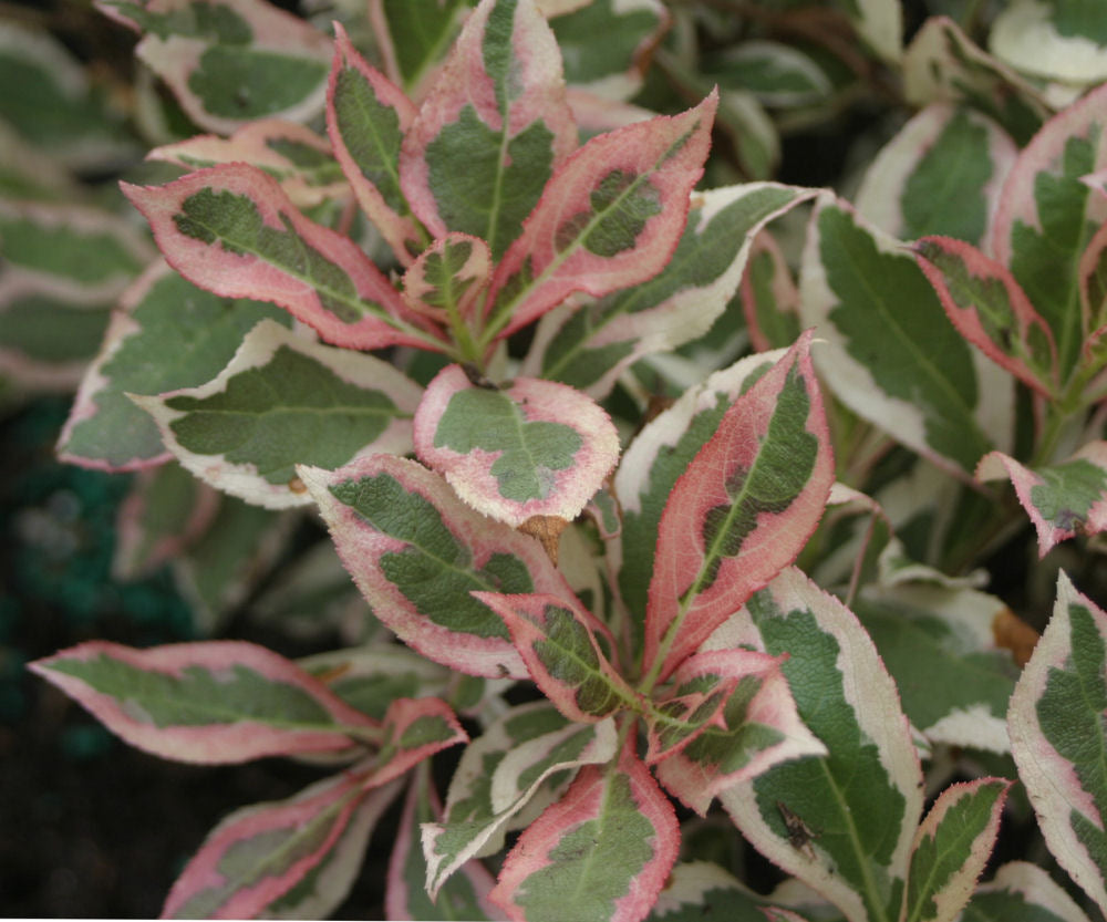 My Monet® Weigela (WEIGELA MY MONET)
