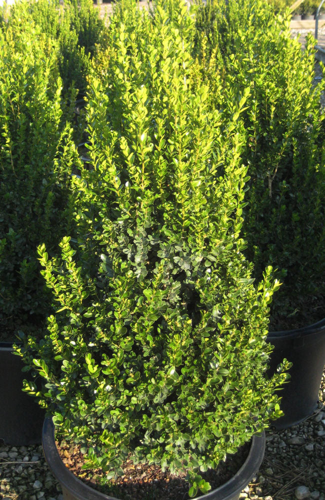 Huron Boxwood **Cranberry Creek** (BUXUS M. HURON)