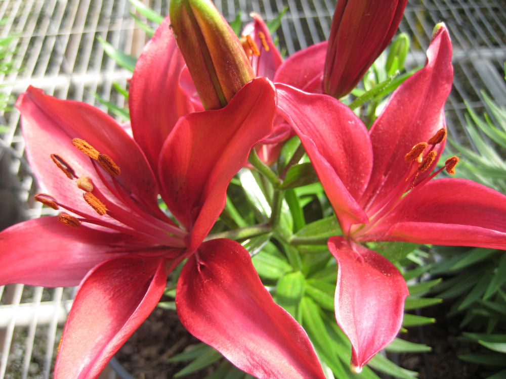 Tiny Ghost Asiatic Lily (LILIUM ASIATIC TINY GHOST)