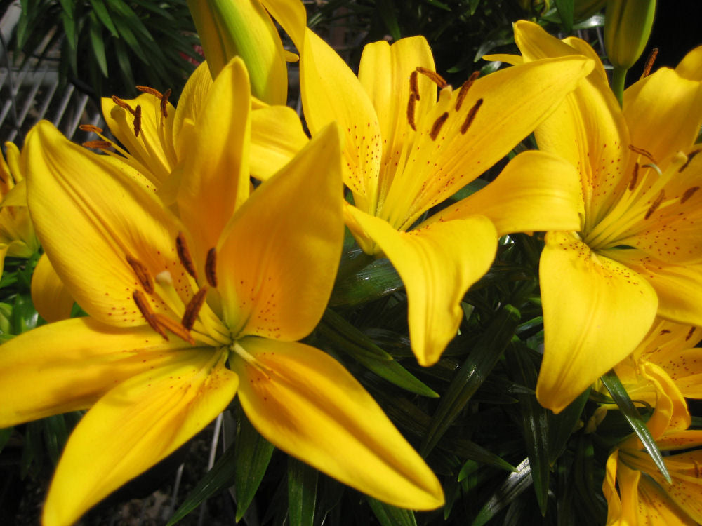 Tiny Bee Asiatic Lily (LILIUM ASIATIC TINY BEE)
