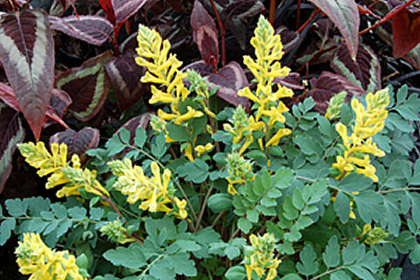 Canary Feathers® Fumewort (CORYDALIS CANARY FEATHERS)