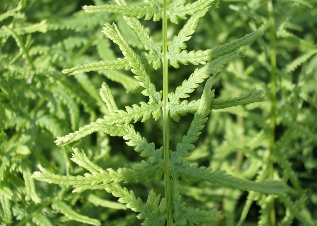 Lady Fern Dre's Dagger (FERN -DRES DAGGER)