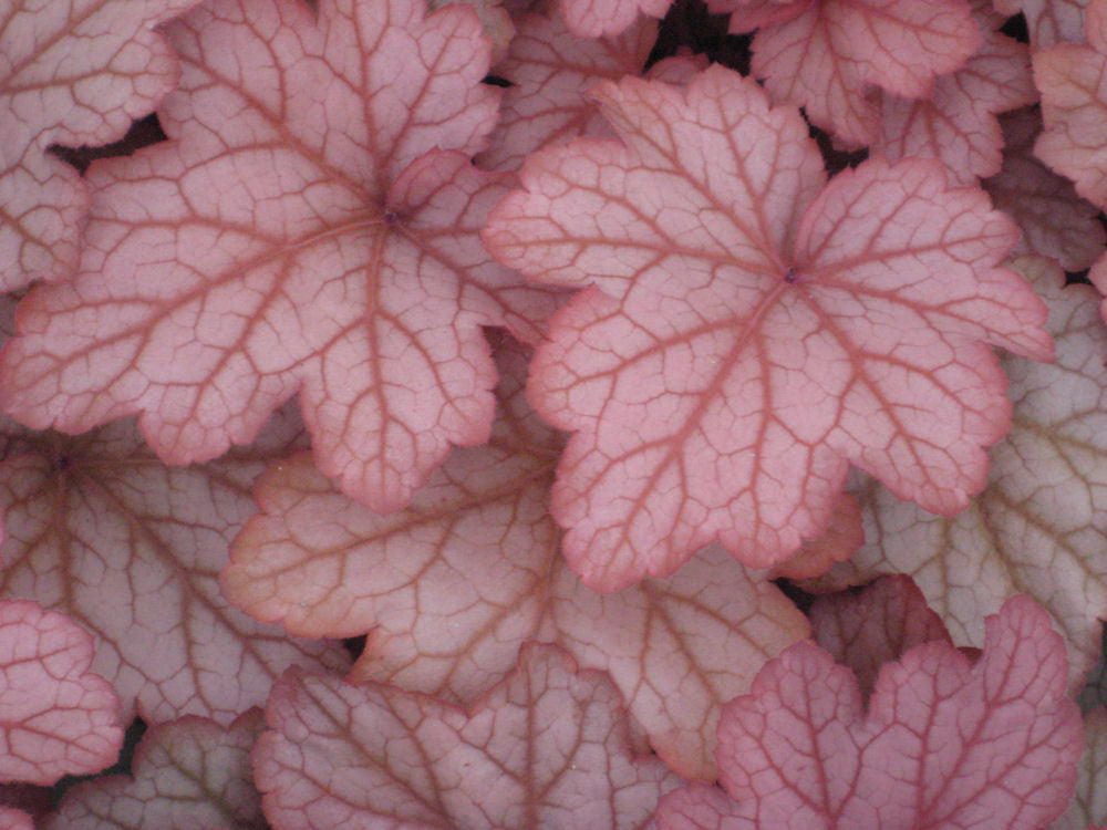 Georgia Peach Coral Bells (HEUCHERA GEORGIA PEACH)