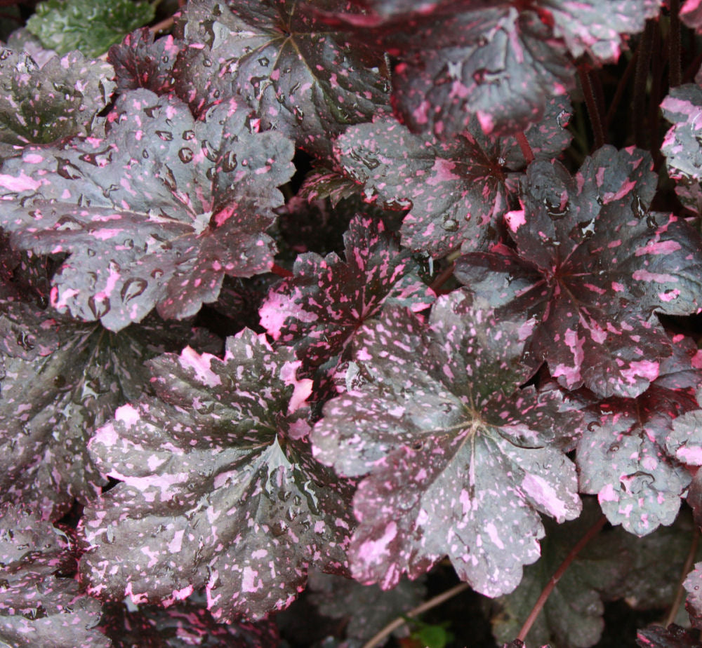 Midnight Rose Coral Bells (HEUCHERA MIDNIGHT ROSE)