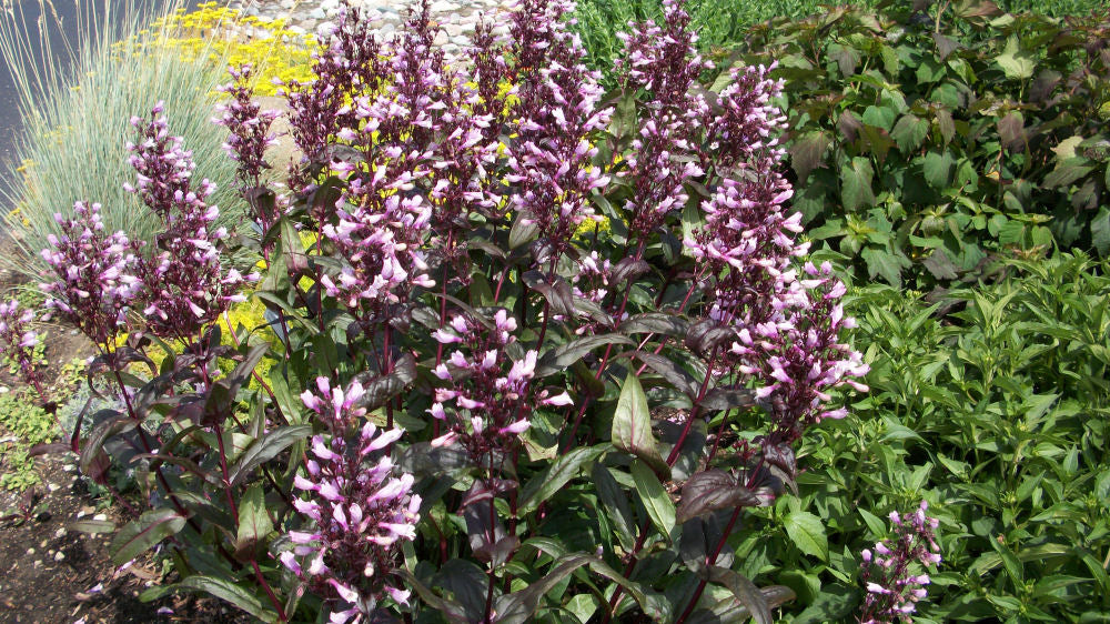 Dark Towers Beard Tongue (PENSTEMON DARK TOWERS)