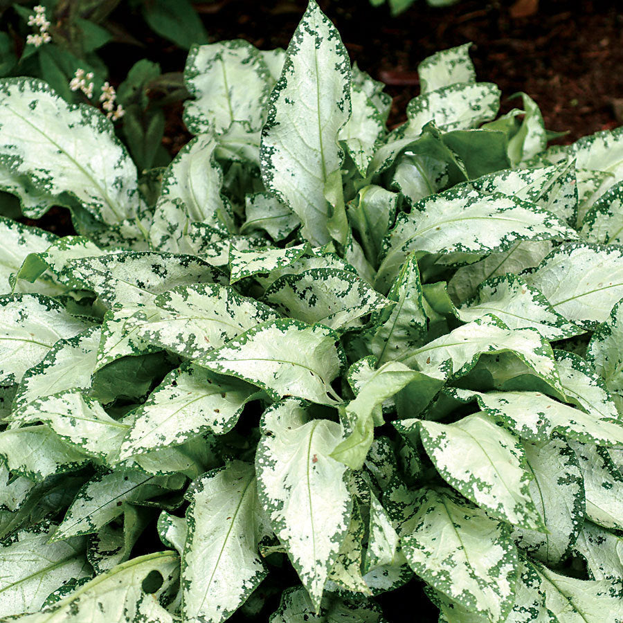 High Contrast Lungwort (PULMONARIA HIGH CONTRAST)