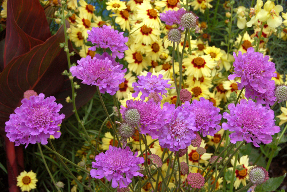 Violet Blue Pincushion Flower (SCABIOSA VIVID VIOLET)