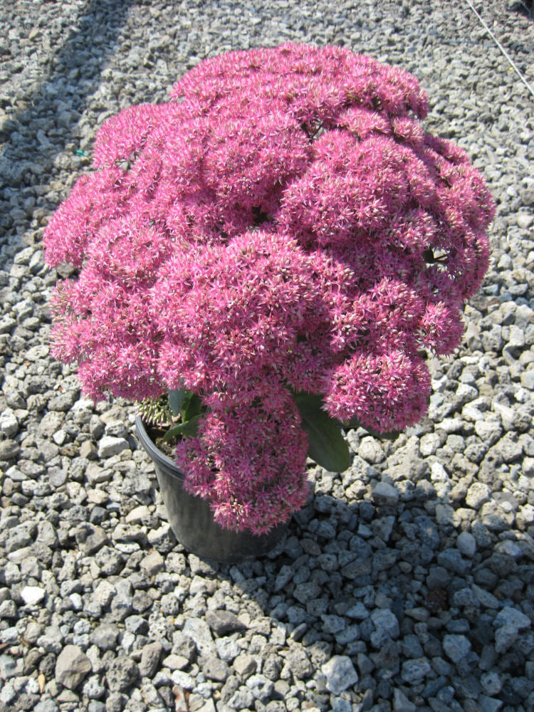 Mr. Goodbud Stonecrop (SEDUM MR. GOODBUD)