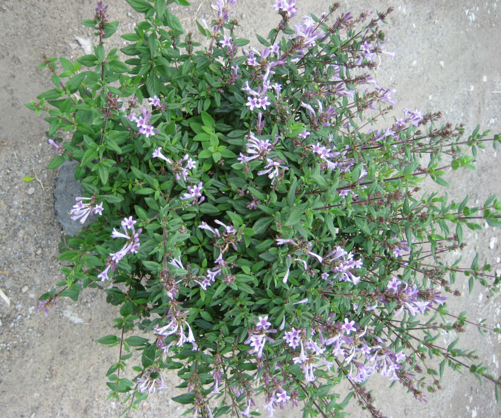 Baby Lilac Shrub (LEPTODERMIS OBLONGA)