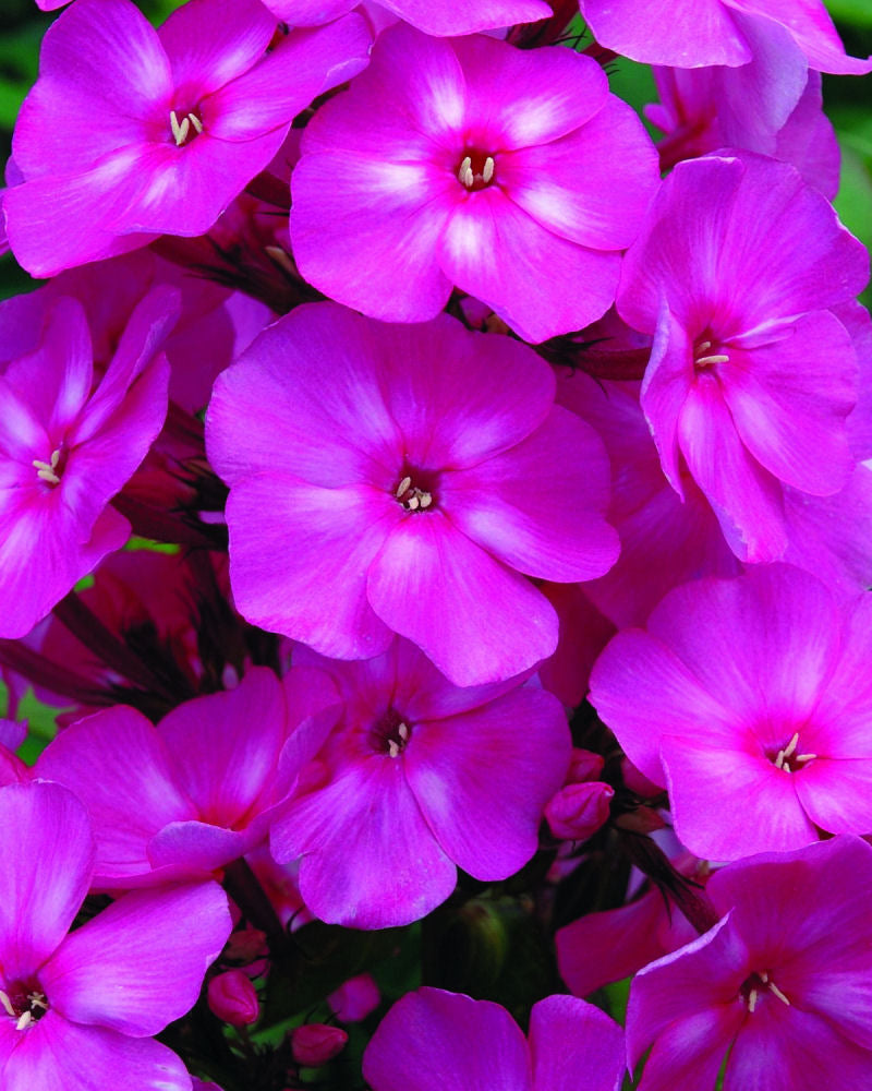Bubblegum Pink™ Phlox (PHLOX PAN. BUBBLEGUM PINK)
