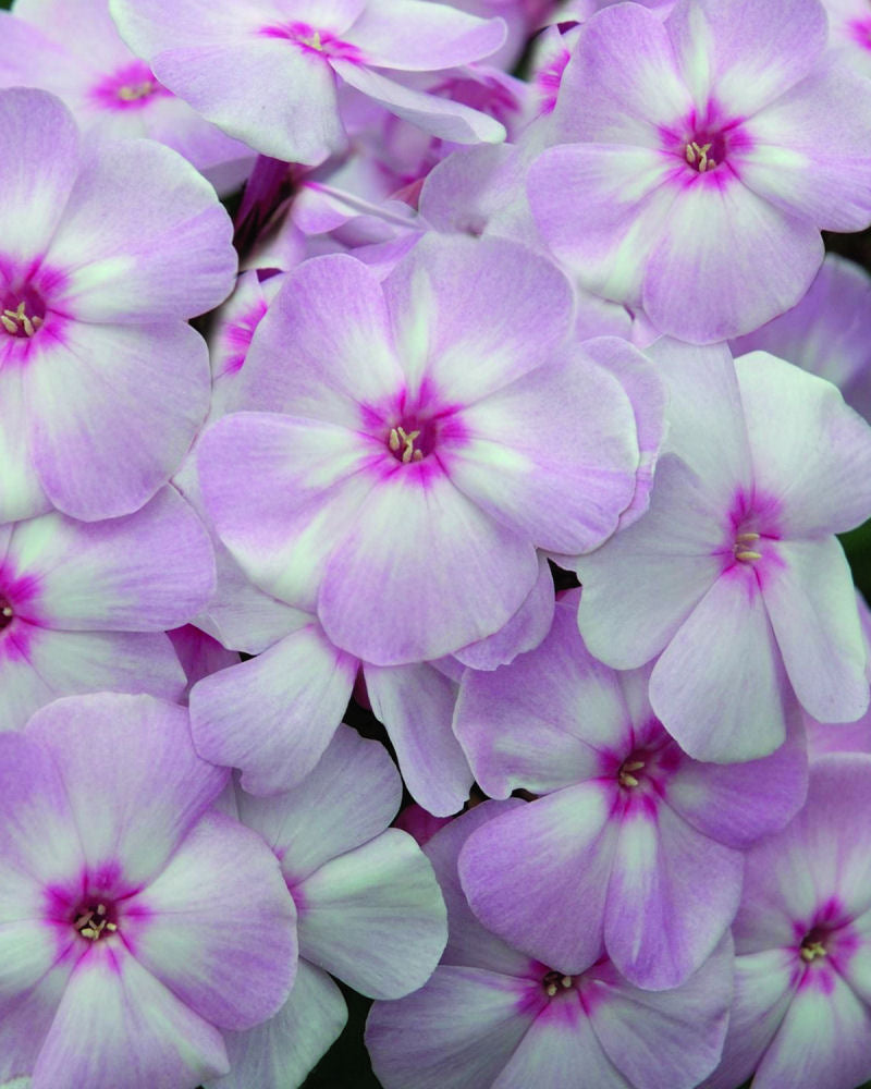 Cotton Candy™ Phlox (PHLOX PAN. COTTON CANDY)