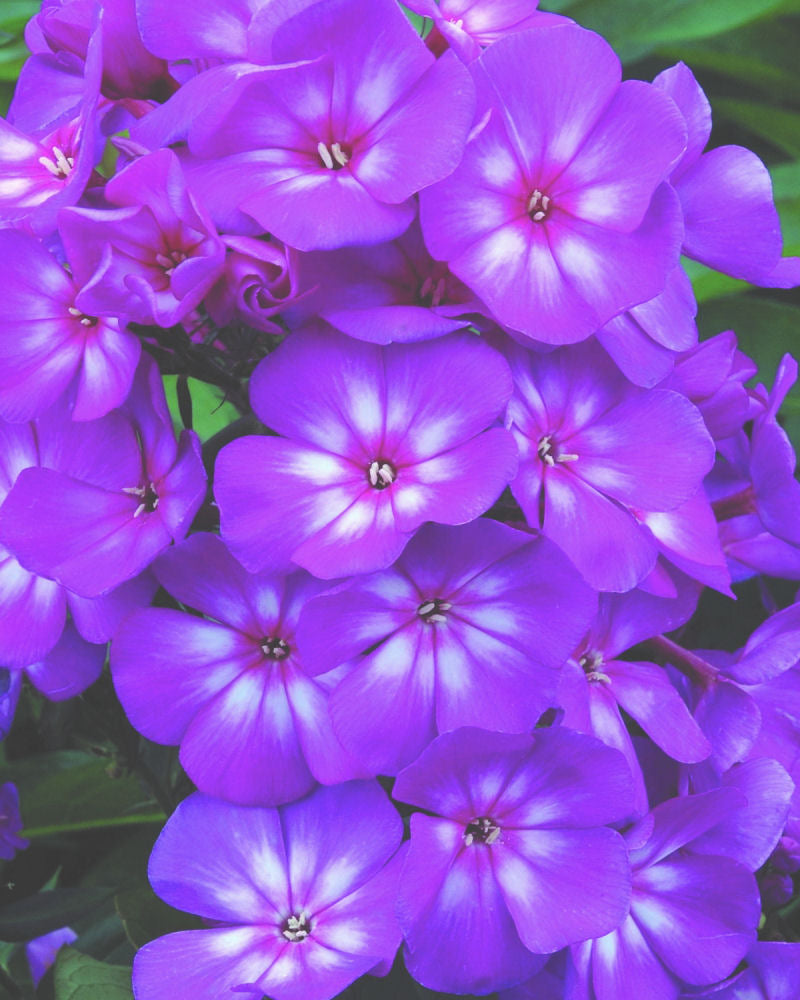 Grape Lollipop™ Phlox (PHLOX PAN. GRAPE LOLLIPOP)