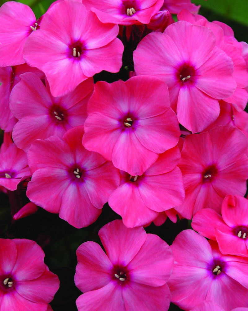 Coral Crème Drop™ Phlox (PHLOX PAN. CORAL CREME DROP)