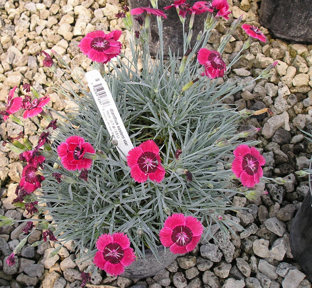 Eastern Star™ Pinks (DIANTHUS EASTERN STAR)