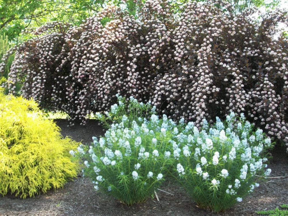 Arkansas Blue Star (AMSONIA HUBRICHTII)