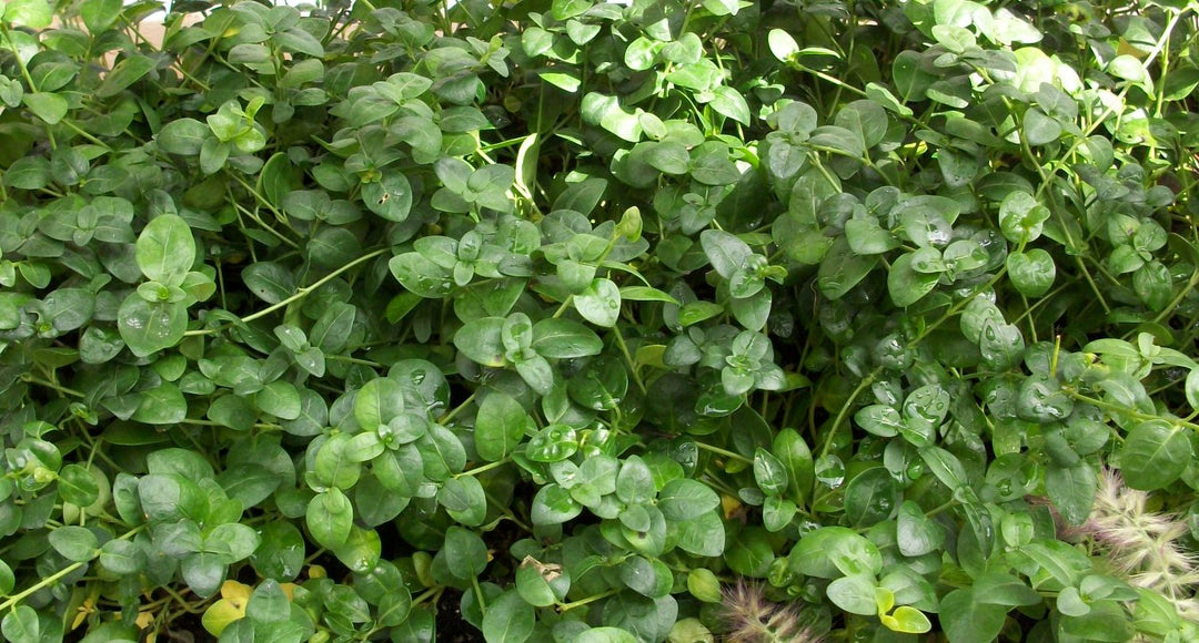 Bowles Dwarf Periwinkle (VINCA MINOR BOWLES)