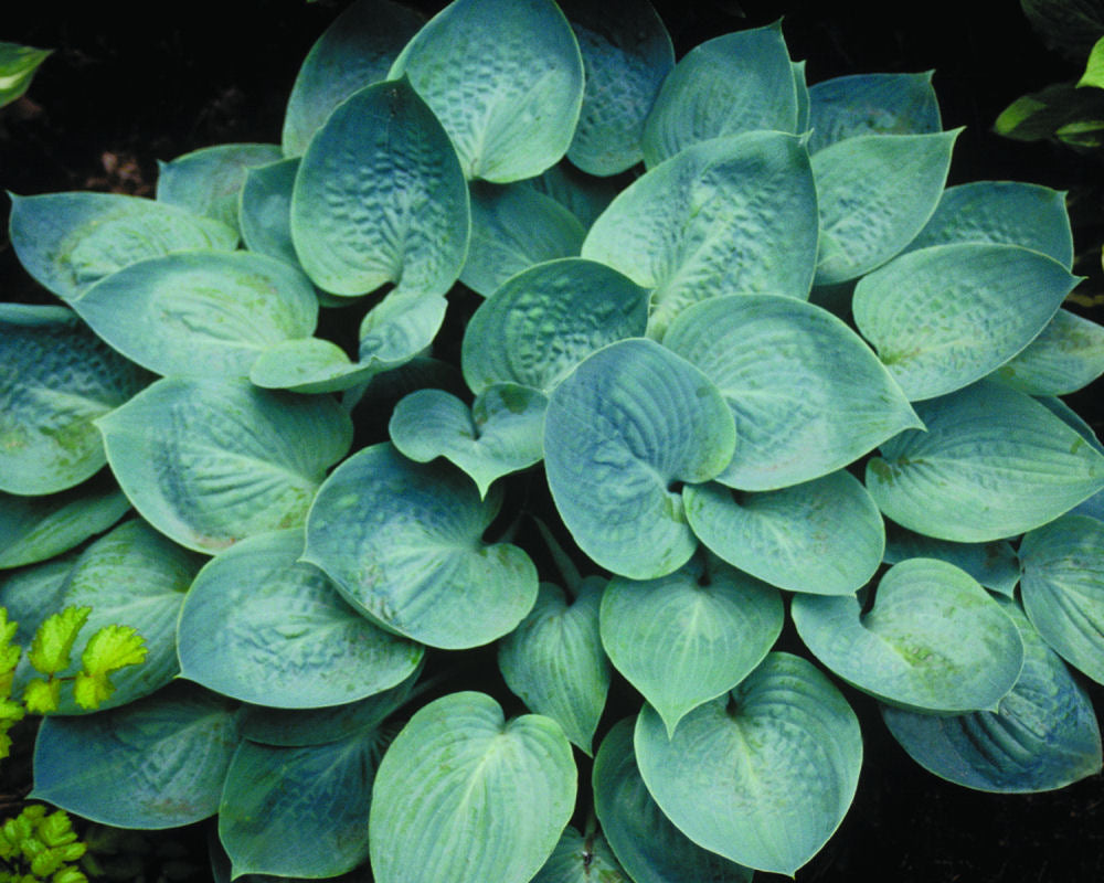 Prairie Skies Plantain Lily (HOSTA PRAIRIE SKY)