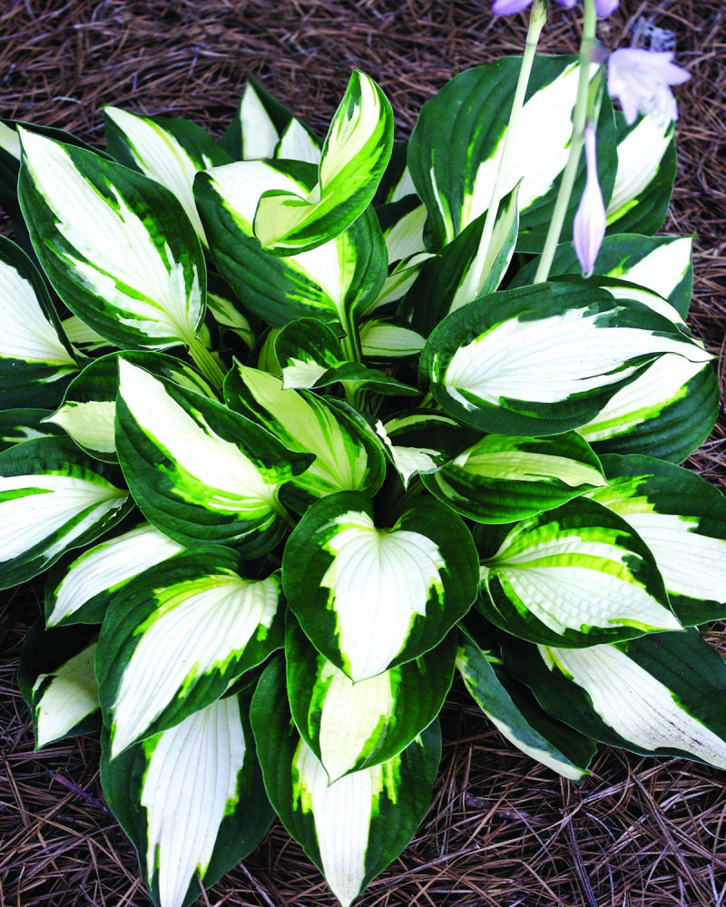 Vulcan Plantain Lily (HOSTA VULCAN)