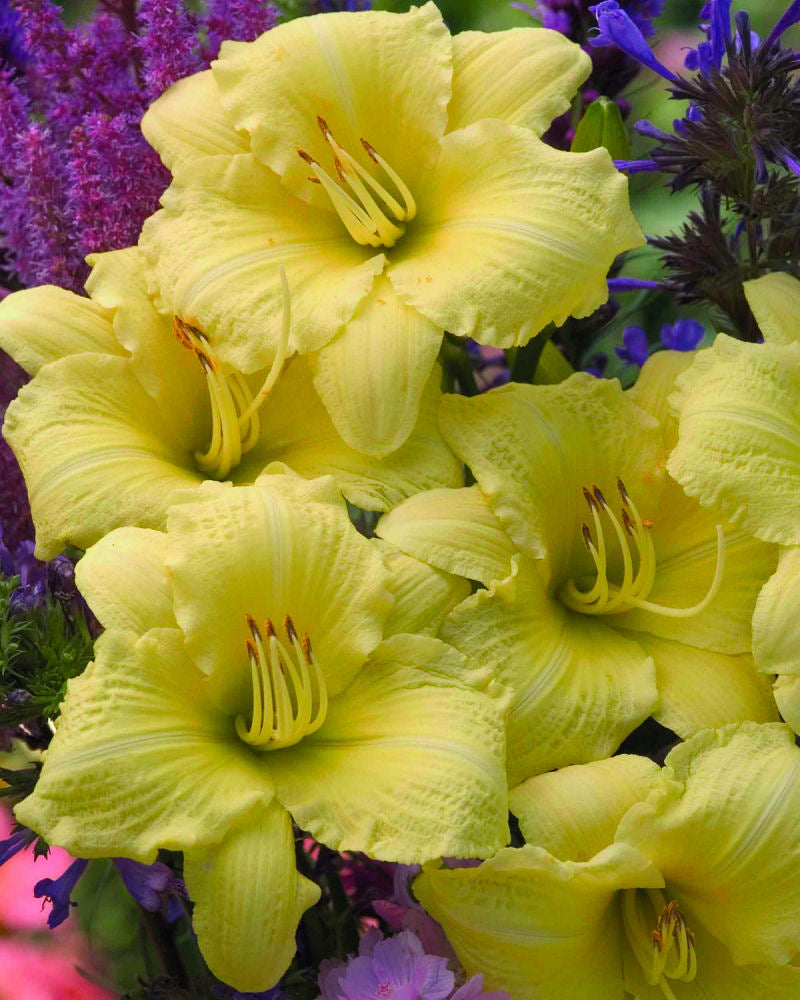 Rainbow Rhythm® 'Going Bananas' Daylily (HEMER GOING BANANAS)