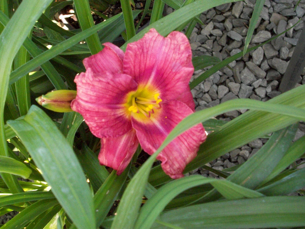Rosy Returns Daylily (HEMER ROSY RETURNS)