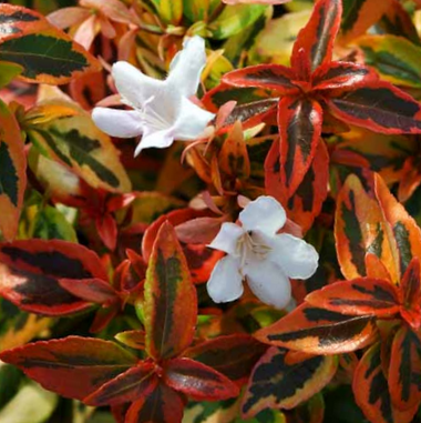 Kaleidoscope Abelia (ABELIA KALEIDOSCOPE)