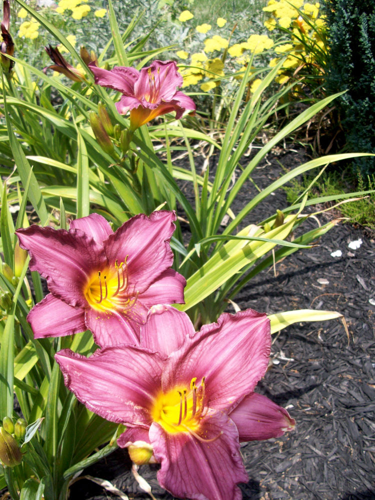 Purple d'Oro Daylily (HEMER PURPLE DORO)