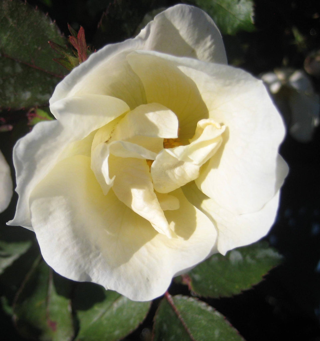 White Knock Out® Rose (ROSE K.O. WHITE OUT)