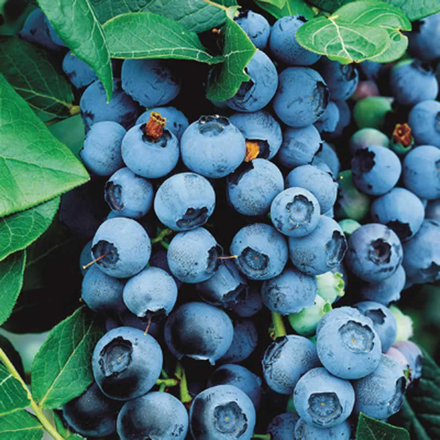 Bluecrop Highbush Blueberry (VACCINIUM BLUECROP)