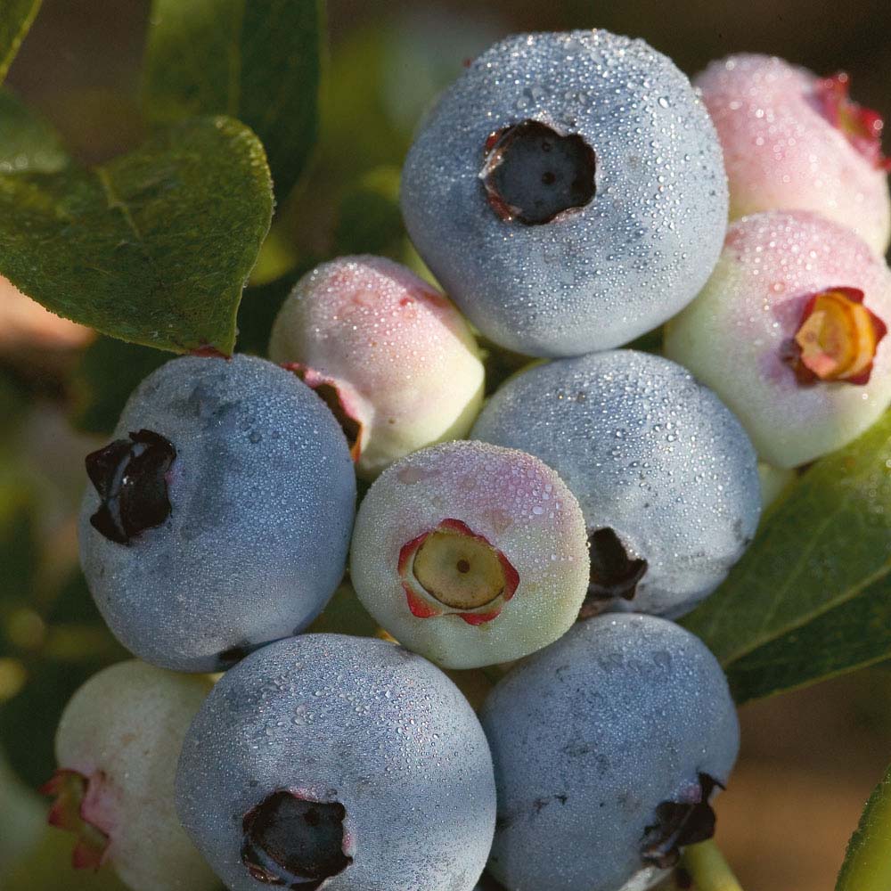 Chandler Highbush Blueberry (VACCINIUM CHANDLER)