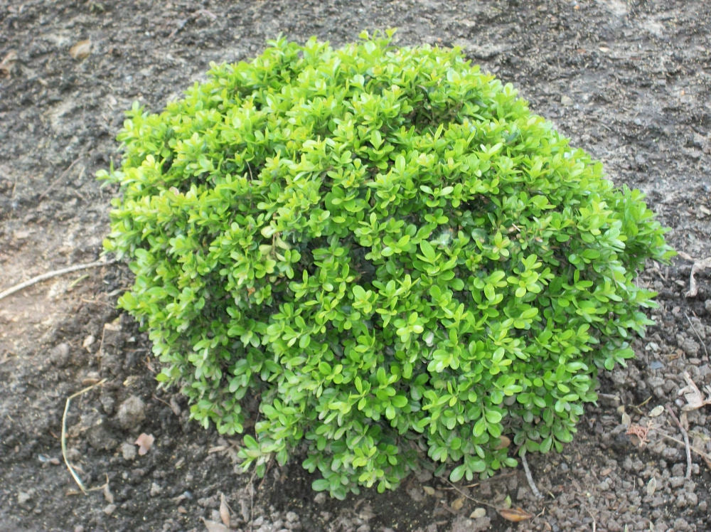 Wee Willie™ Boxwood (BUXUS WEE WILLIE)