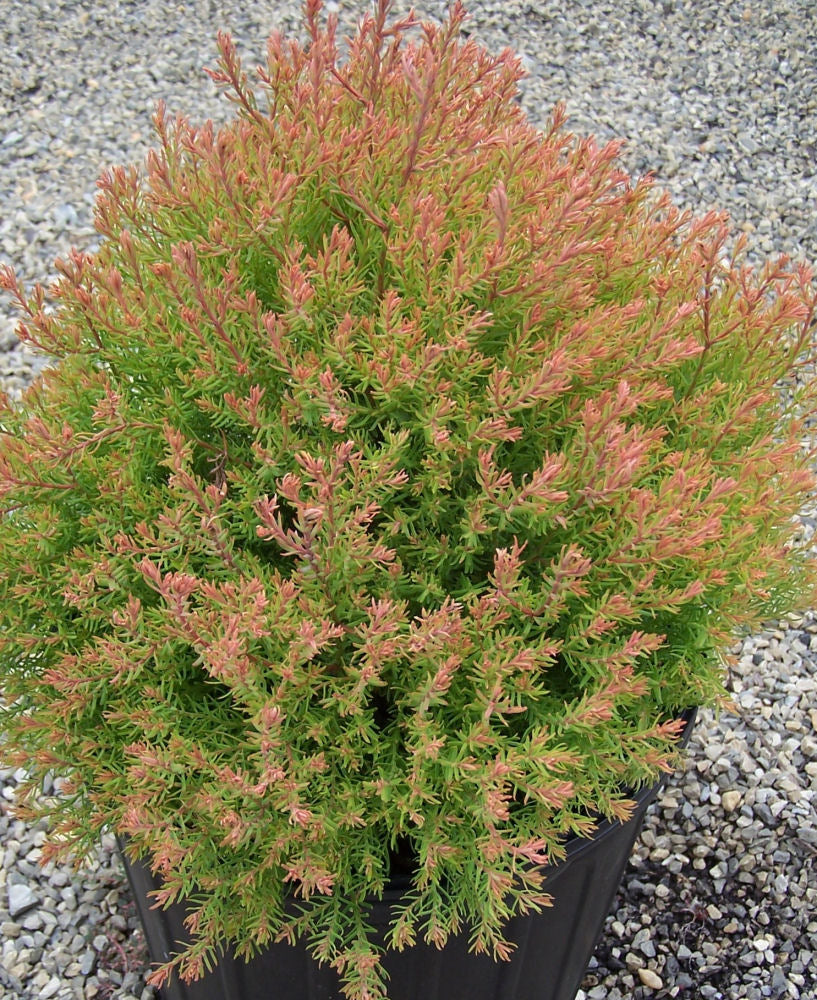 Fire Chief™ Arborvitae (THUJA OCC. FIRE CHIEF)