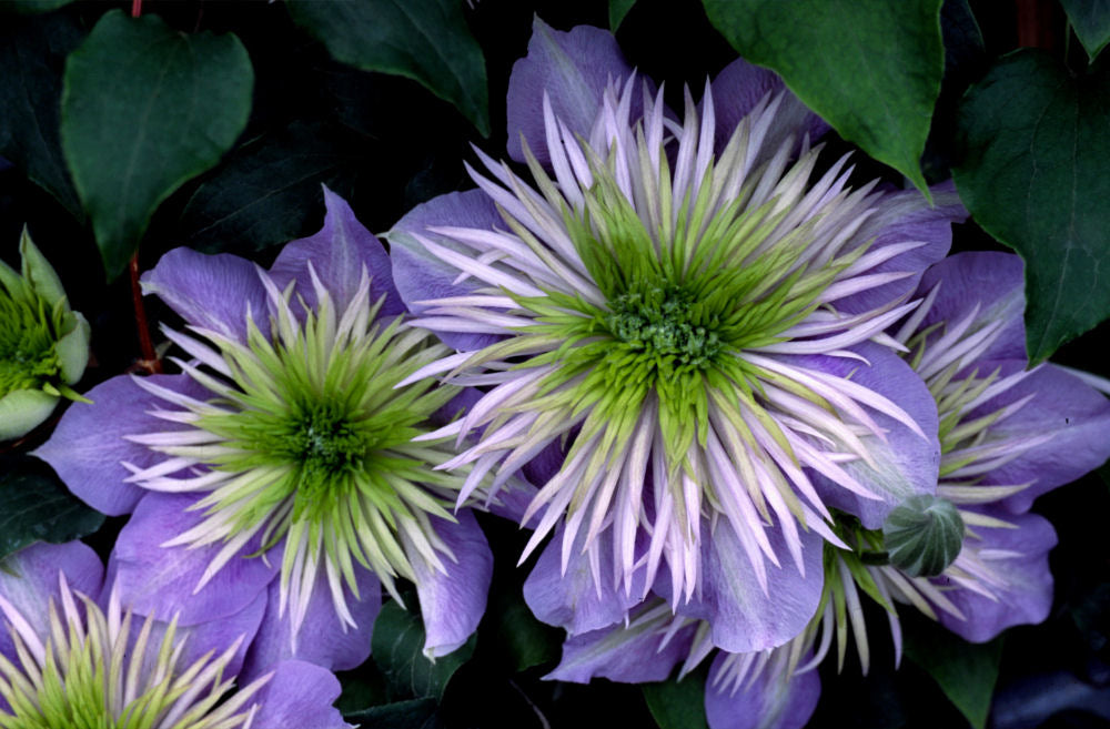 Crystal Fountain™ Clematis (CLEMATIS CRYSTAL FOUNTAIN)