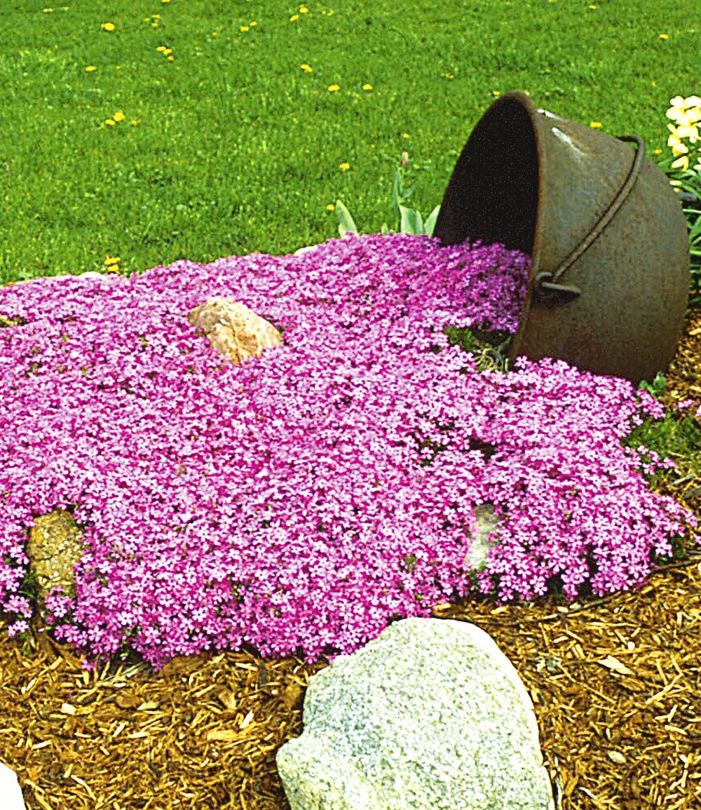 Emerald Pink Moss Phlox (PHLOX SUB. EMERALD PINK)