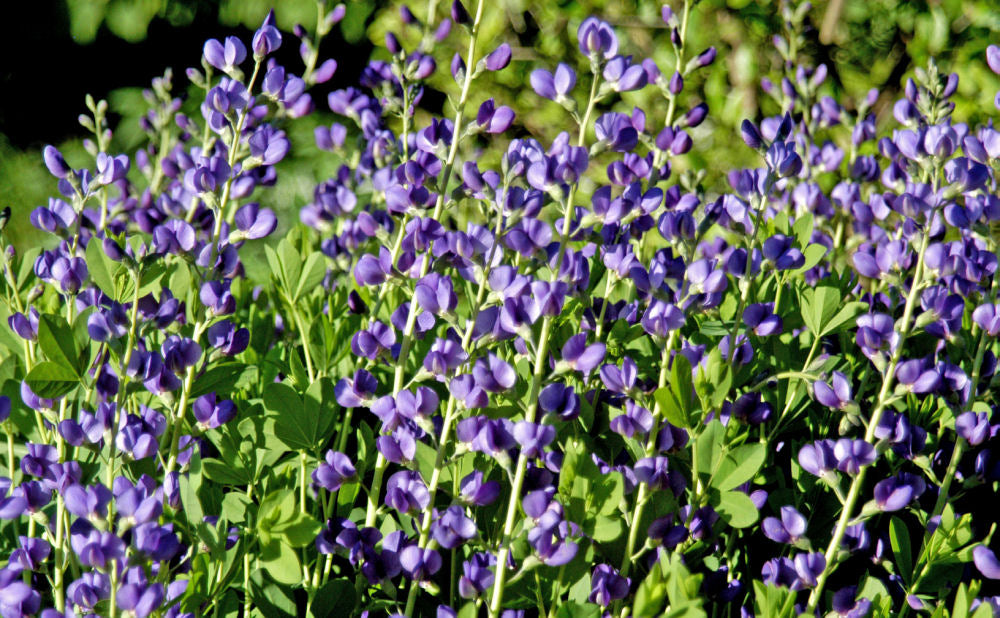 Blue False Indigo (BAPTISIA AUSTRALIS)