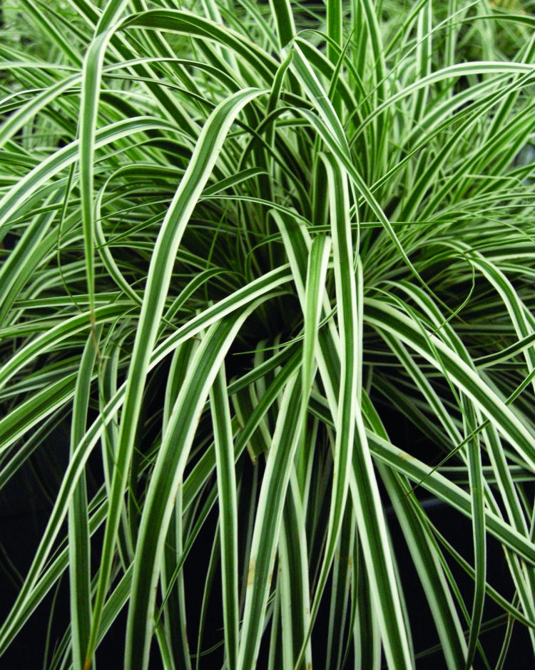 EverColor® Everest™ Sedge (GRASS - CAREX EVEREST)