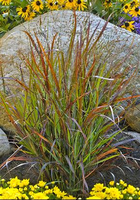Prairie Winds® 'Cheyenne Sky' Red Switch Grass (GRASS - PA. CHEYENNE SKY)